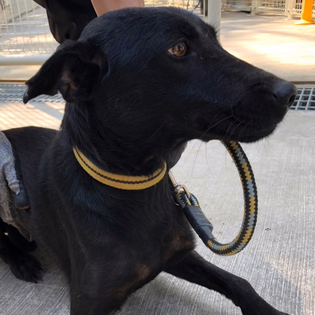 Black adult female mixed-breed dog, Medium, shelter no. …9-11