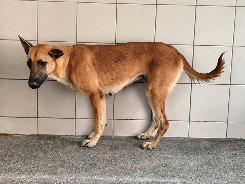 Tan adult female mixed-breed dog, Large, shelter no. …1801