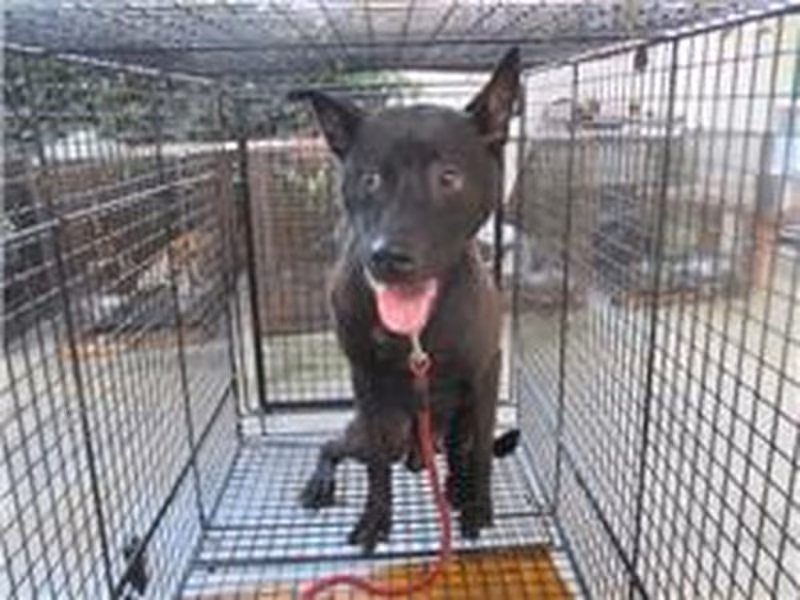 Black adult male mixed-breed dog, Medium, shelter no. …5009
