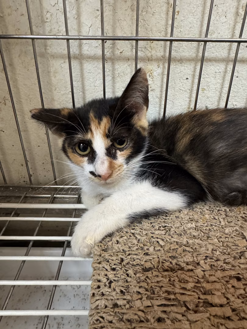 Patched-and-white young female mixed-breed cat, Medium, shelter no. …2045