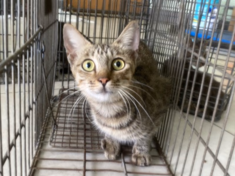 Adult female mixed-breed cat, Small, shelter no. …9C05