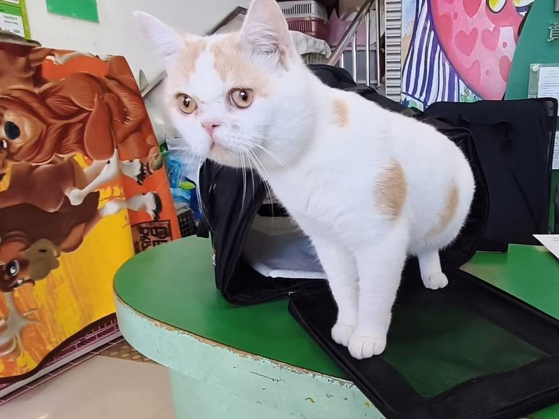 Patched adult male British Shorthair, Large, shelter no. …28C4
