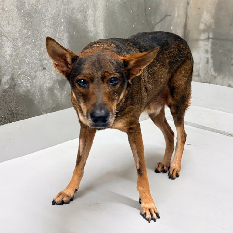 Brown-and-black adult male mixed-breed dog, Large, shelter no. …1001