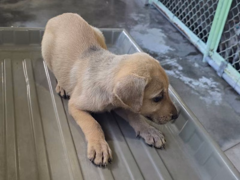 Tan young male mixed-breed dog, Small, shelter no. …8306