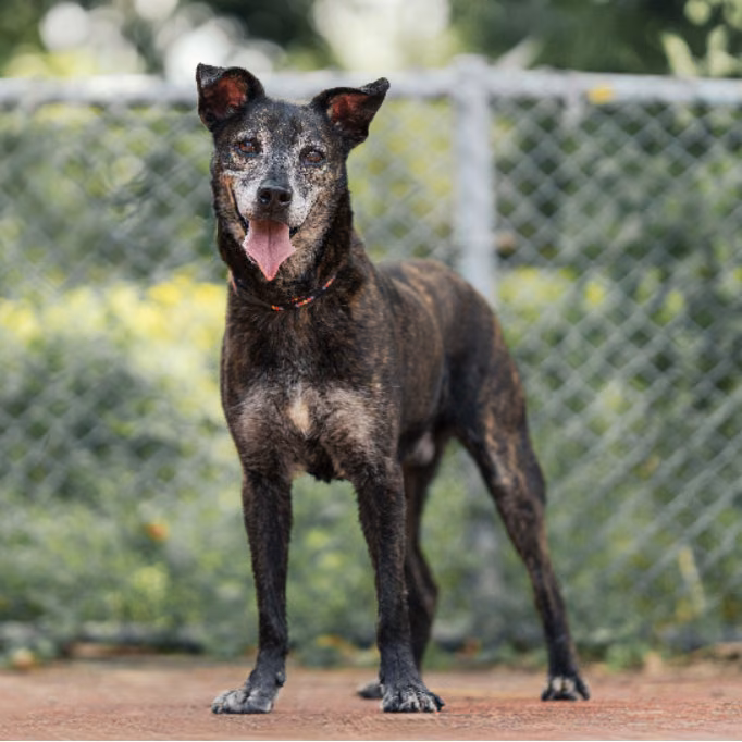 Tabby adult male mixed-breed dog, Medium, shelter no. …2601
