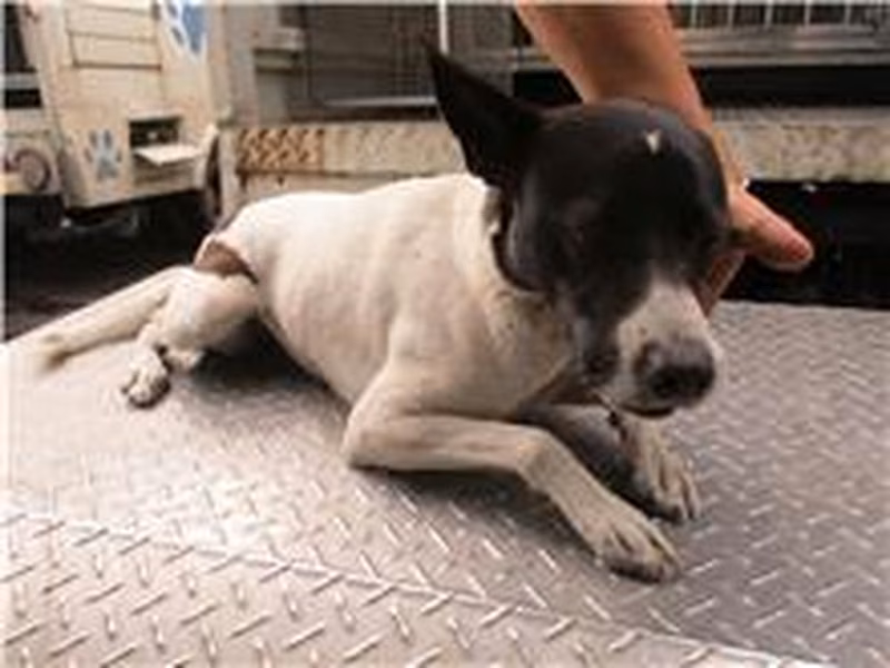 Black-and-white adult male mixed-breed dog, Medium, shelter no. …6292