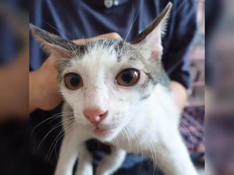 Tabby-and-white young female mixed-breed cat, Medium, shelter no. …8-19