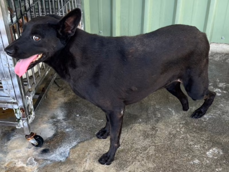 Black adult male mixed-breed dog, Large, shelter no. …001D