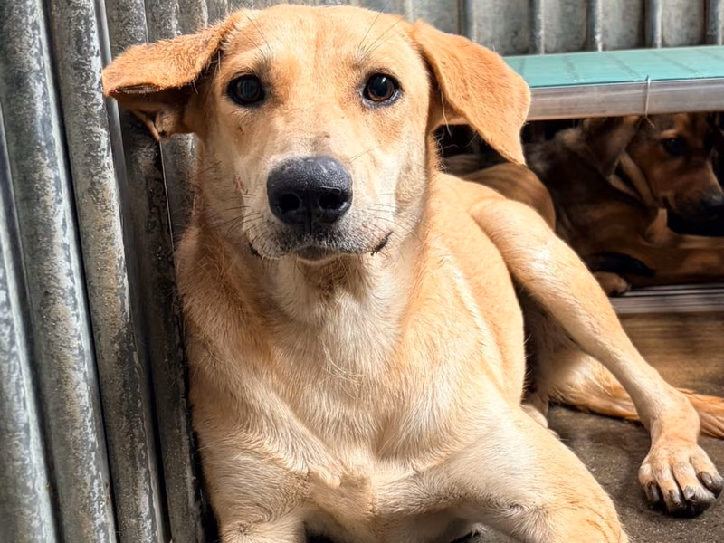 Tan adult female mixed-breed dog, Medium, shelter no. …7004