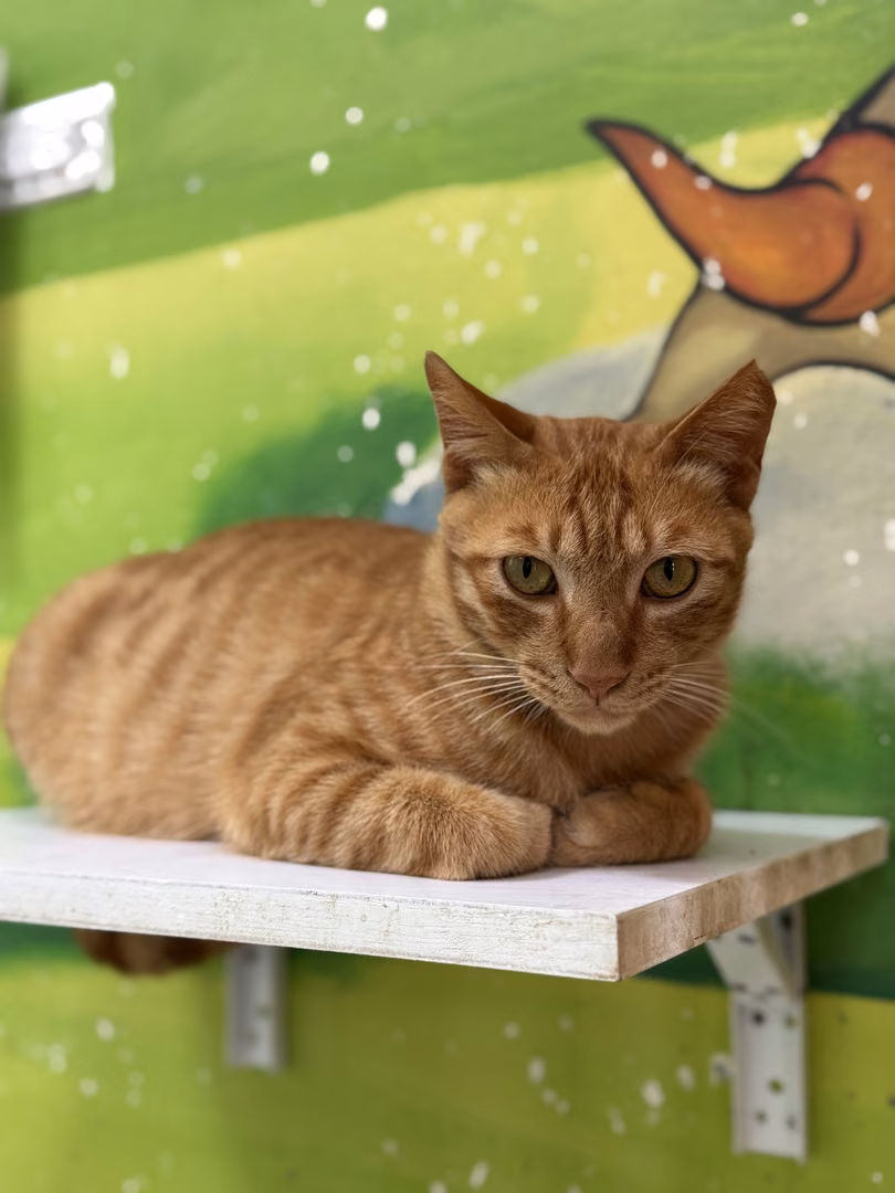 Orange adult male mixed-breed cat, Large, shelter no. …4001