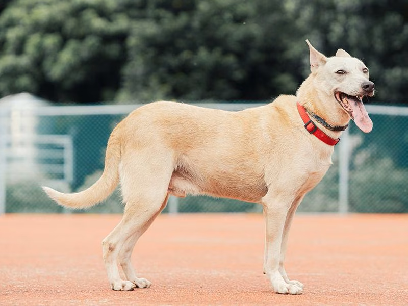 Tan adult male mixed-breed dog, Medium, shelter no. …1328