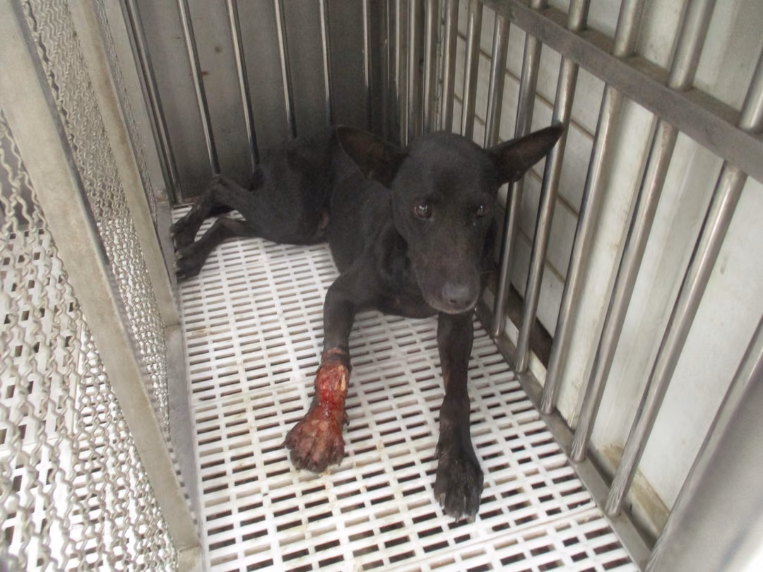 Black adult female mixed-breed dog, Medium, shelter no. …1087