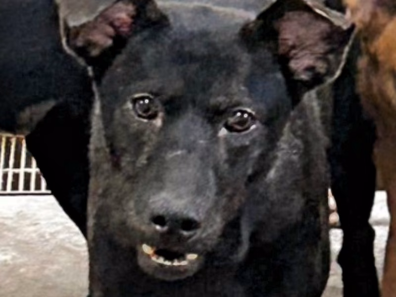 Black adult male mixed-breed dog, Large, shelter no. …1011
