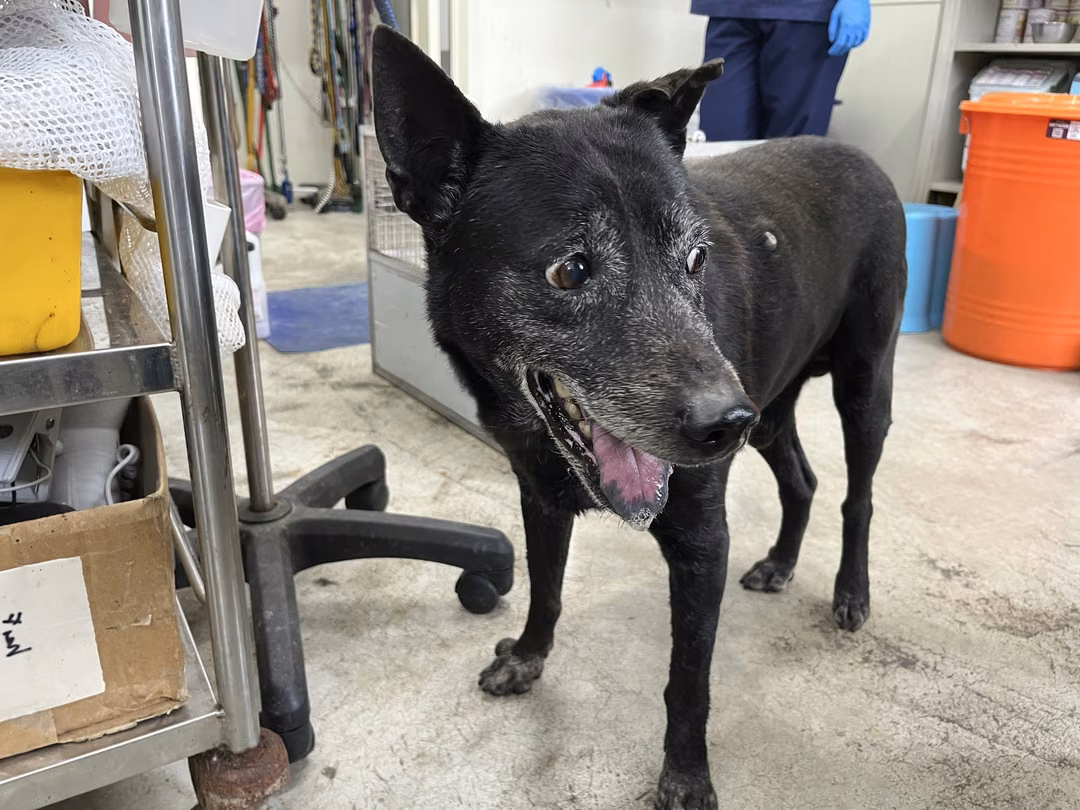 Black adult male Formosan Mountain Dog, Medium, shelter no. …1702