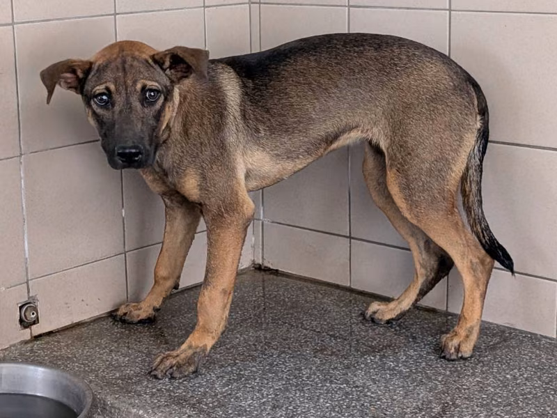 Brown adult female mixed-breed dog, Large, shelter no. …0709