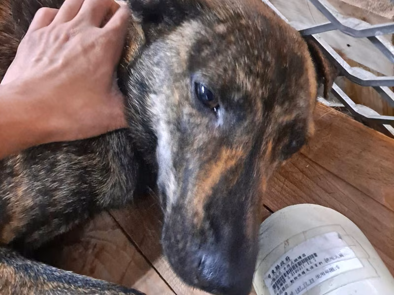 Tabby adult female mixed-breed dog, Medium, shelter no. …2001