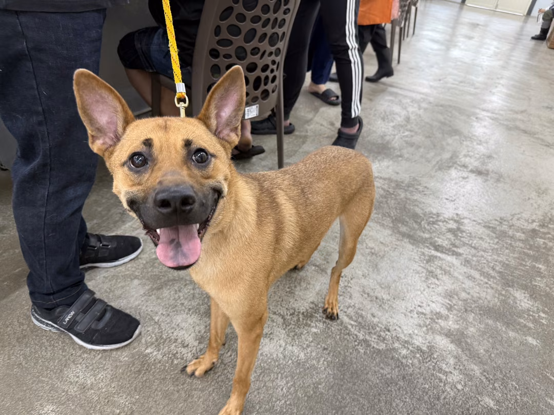 Tan adult male mixed-breed dog, Large, shelter no. …0607