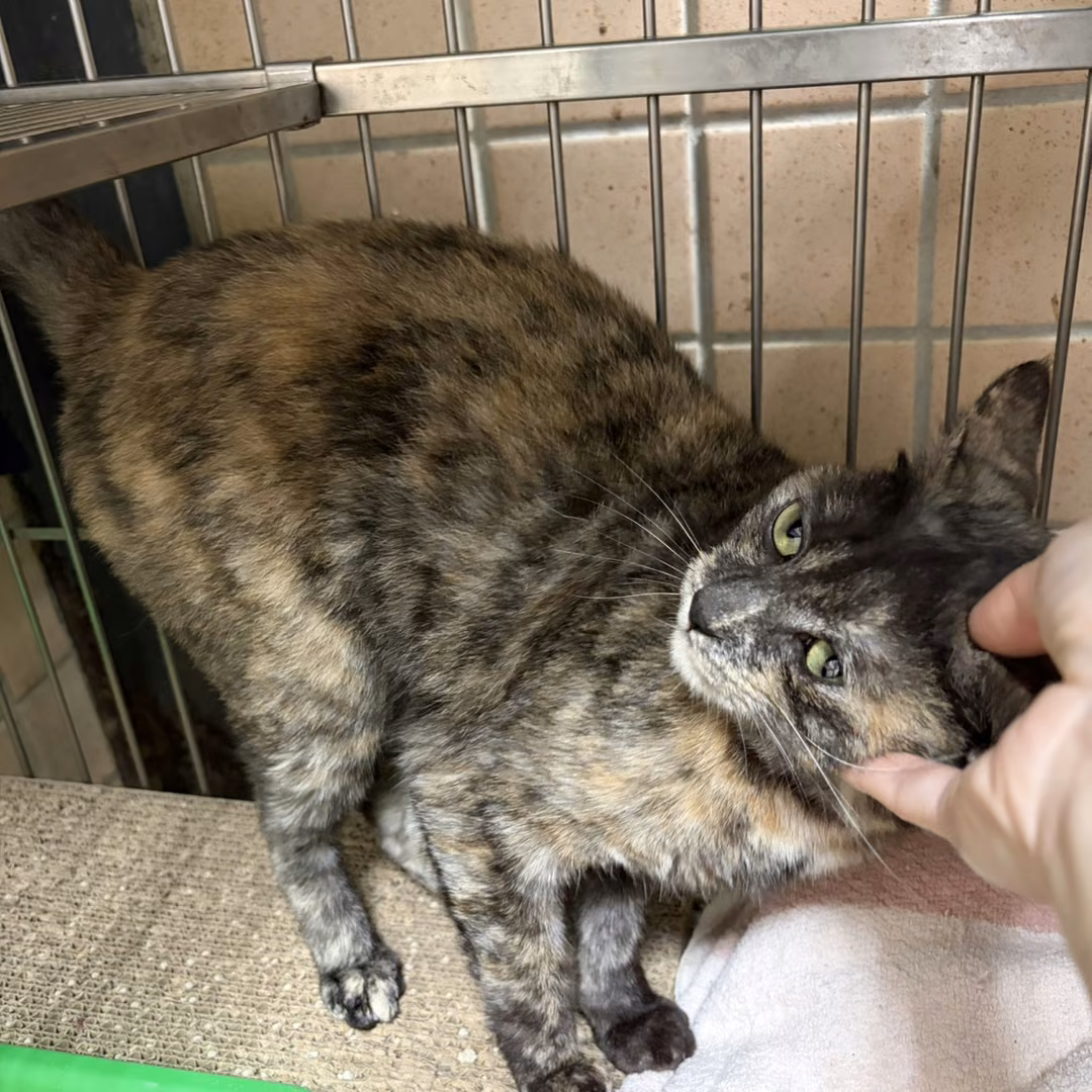 Young female mixed-breed cat, Medium, shelter no. …3001