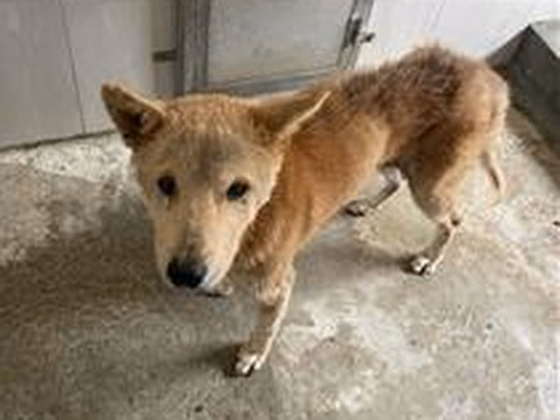 Brown-and-gray adult female mixed-breed dog, Large, shelter no. …0D02
