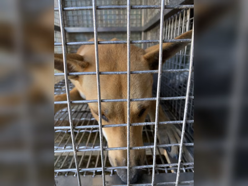 Tan adult female mixed-breed dog, Medium, shelter no. …4-01