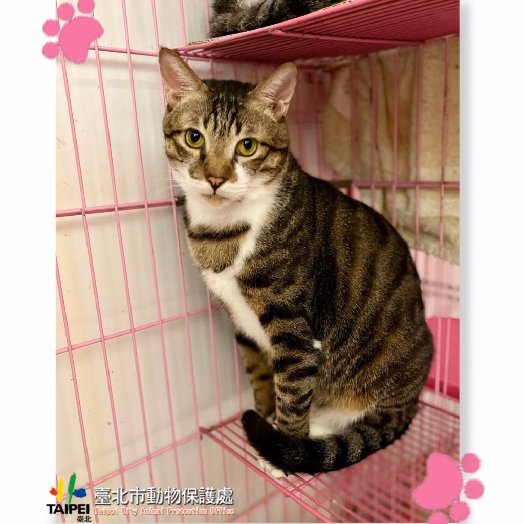 Tabby-and-white adult male mixed-breed cat, Medium, shelter no. …0808