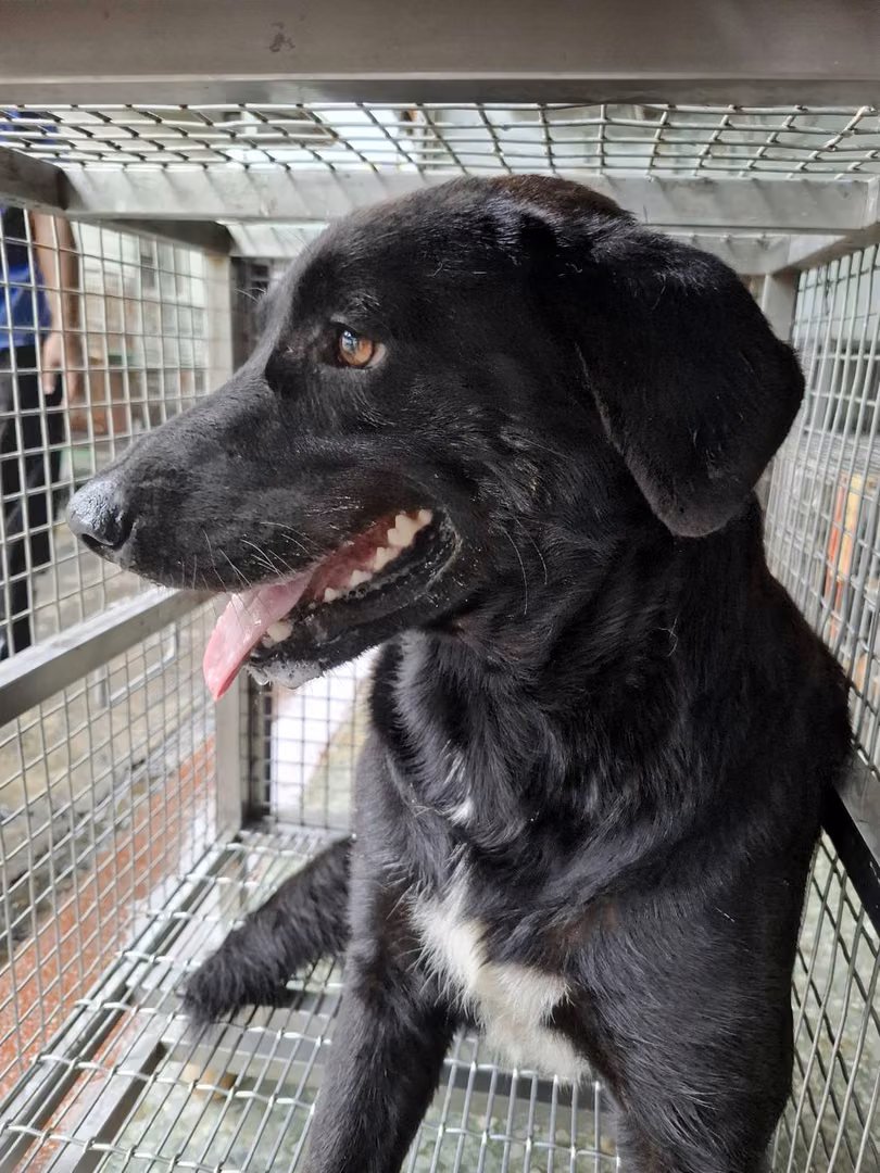 Black adult male mixed-breed dog, Medium, shelter no. …8-04