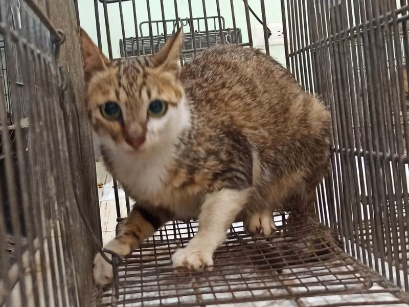 Adult female mixed-breed cat, Small, shelter no. …7C03