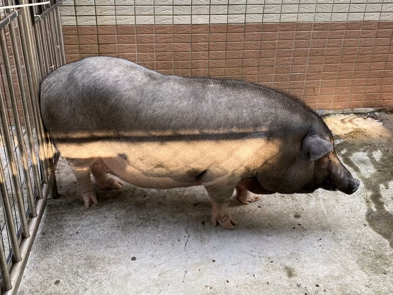 Black adult female 豬, Large, shelter no. …6-01