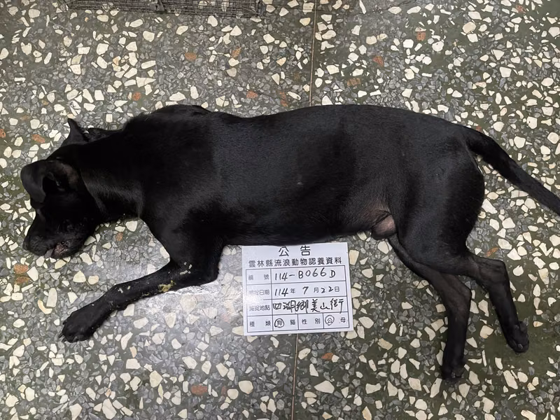 Black adult male mixed-breed dog, Large, shelter no. …066D