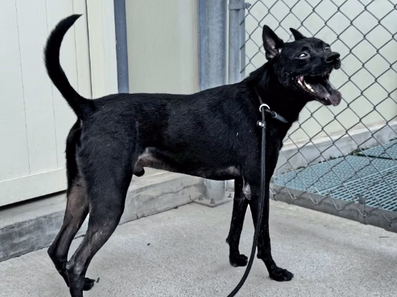 Black adult male mixed-breed dog, Medium, shelter no. …2010