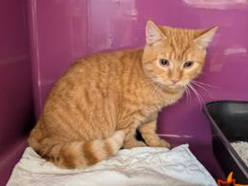Tabby young male European Shorthair, shelter no. …4191
