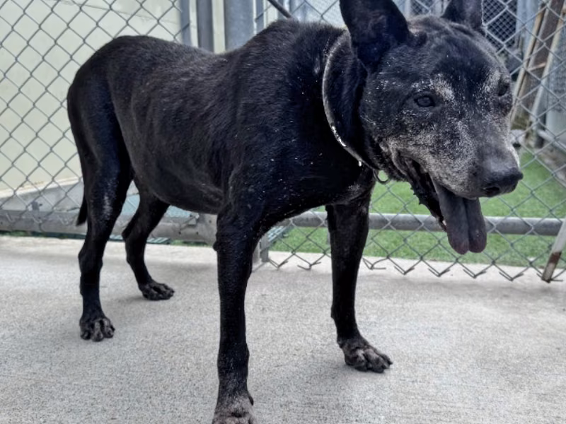 Black adult male mixed-breed dog, Medium, shelter no. …0401