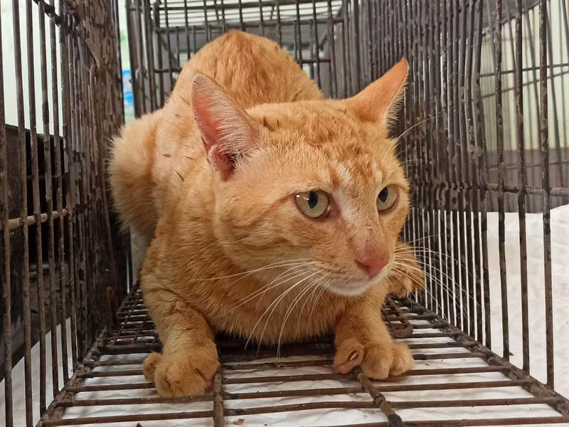 Orange tabby adult male mixed-breed cat, Small, shelter no. …4C01
