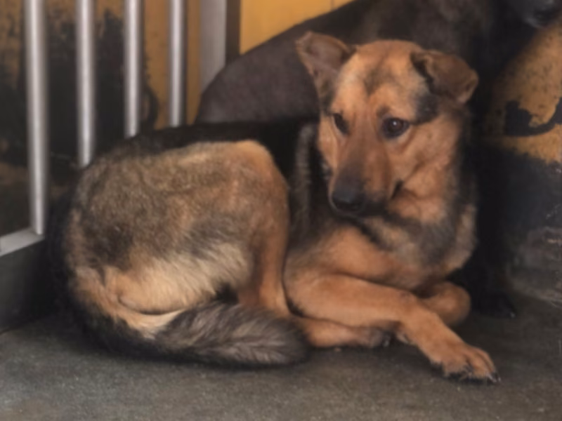 Black-and-tan adult female mixed-breed dog, Large, shelter no. …6029