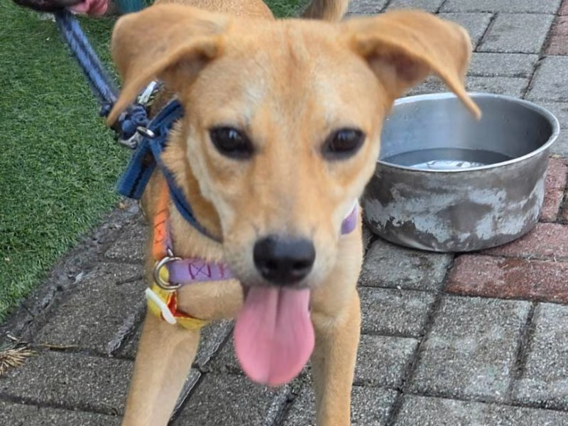 Tan adult female mixed-breed dog, Medium, shelter no. …7-14