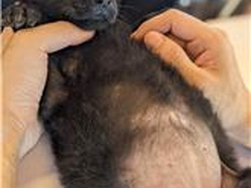 Black adult female mixed-breed dog, Medium, shelter no. …5001