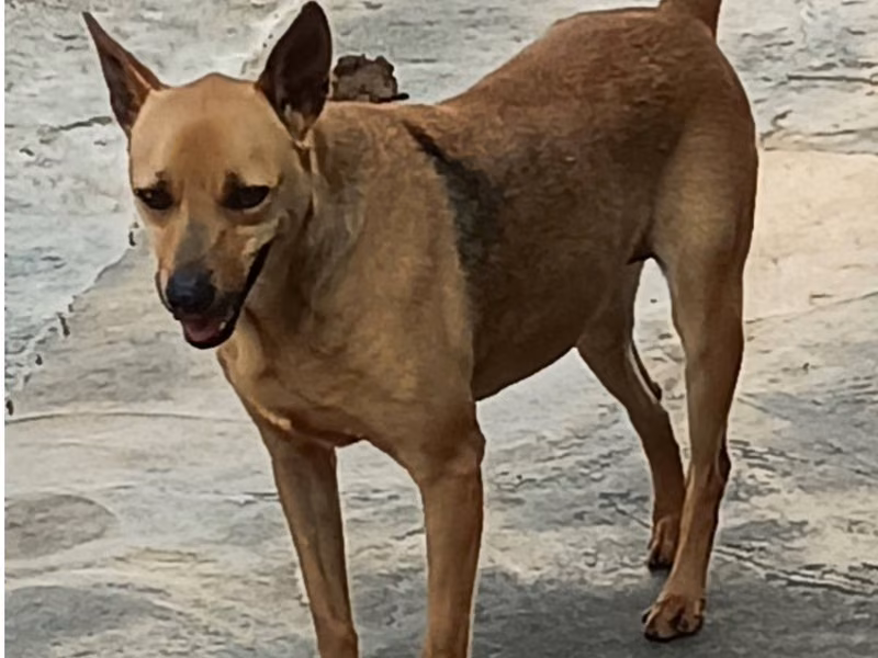 Black-and-tan adult female mixed-breed dog, Large, shelter no. …048D