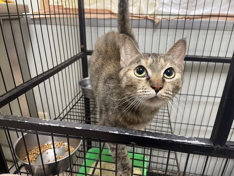 Tabby adult female mixed-breed cat, Medium, shelter no. …6009