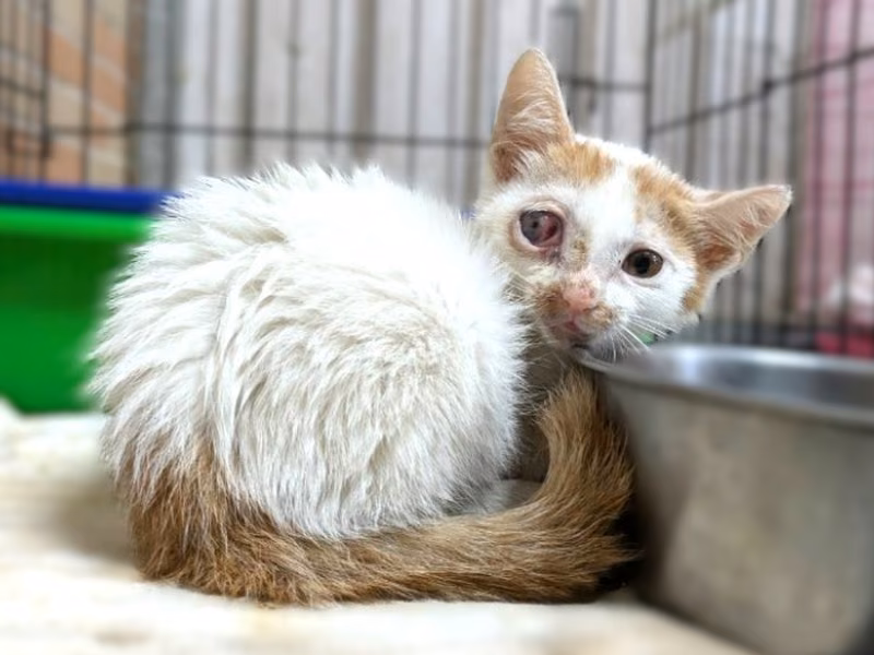 Orange-and-white young male mixed-breed cat, Small, shelter no. …7001