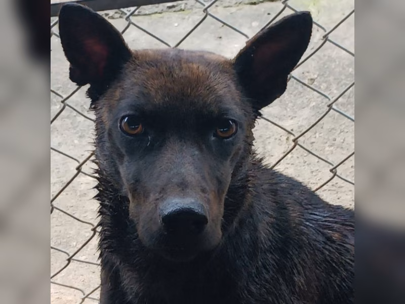 Black adult female mixed-breed dog, Large, shelter no. …010D