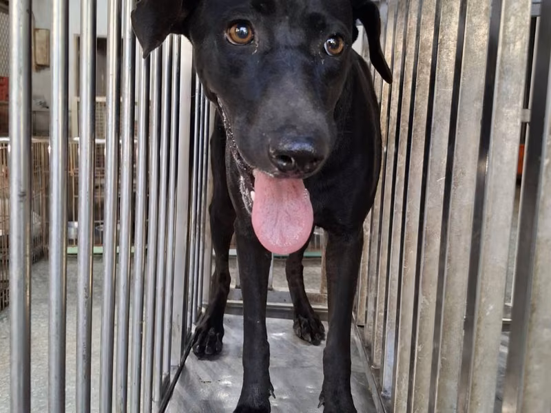 Black adult female mixed-breed dog, Large, shelter no. …0-11