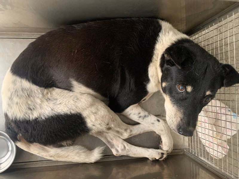Black-and-white adult male mixed-breed dog, Medium, shelter no. …0204