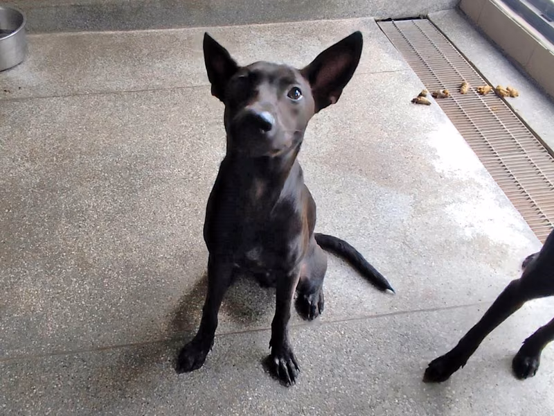 Black adult male mixed-breed dog, Large, shelter no. …1401