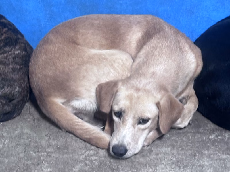 Tan adult female mixed-breed dog, Large, shelter no. …7018