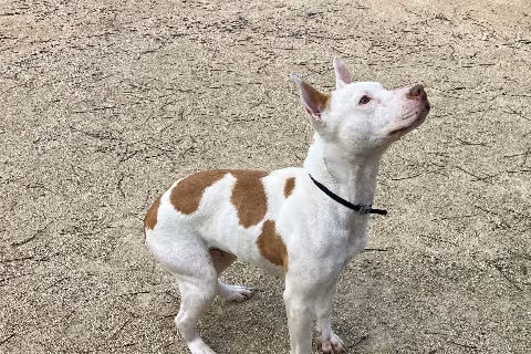 Emma, Adult · Female · Medium · Mixed breed