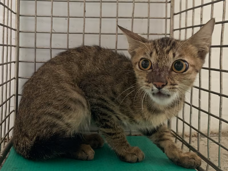Tabby young male mixed-breed cat, Small, shelter no. …1302