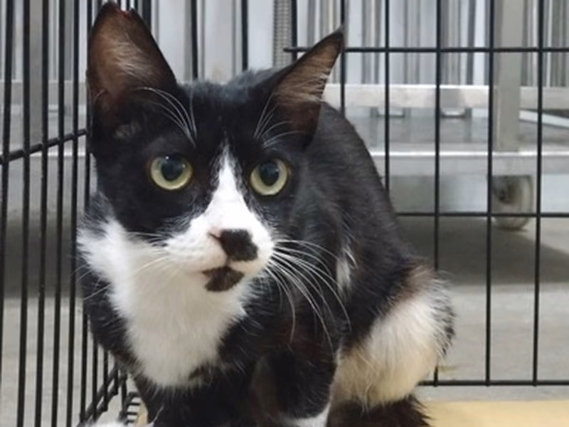 Black-and-white adult female mixed-breed cat, Small, shelter no. …6007