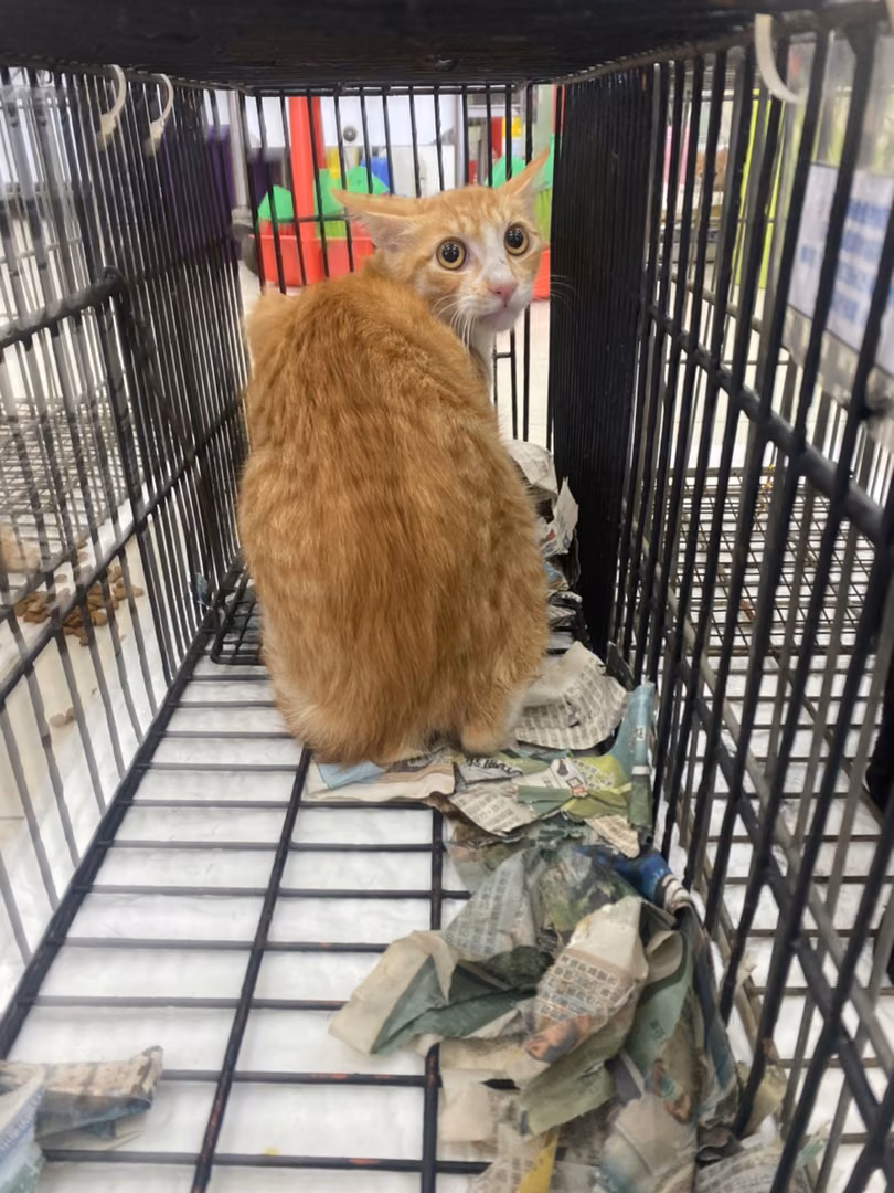 Young male mixed-breed cat, Small, shelter no. …1C03