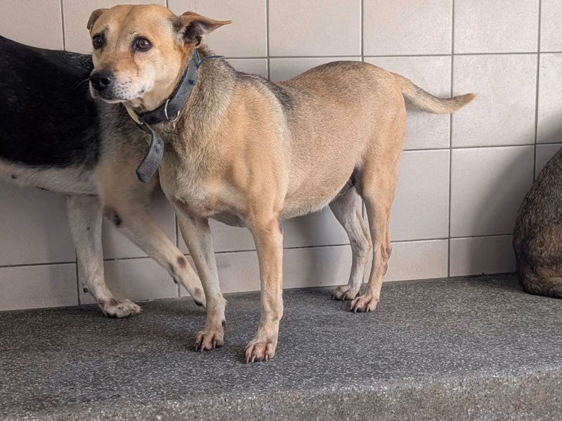 Tan adult female mixed-breed dog, Large, shelter no. …1703