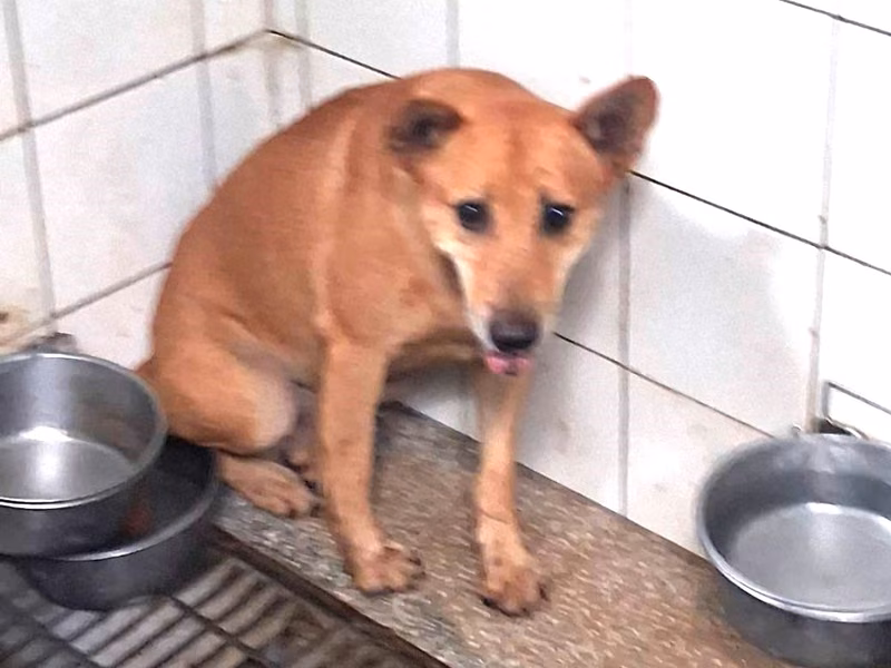 Black adult male mixed-breed dog, Medium, shelter no. …4A24
